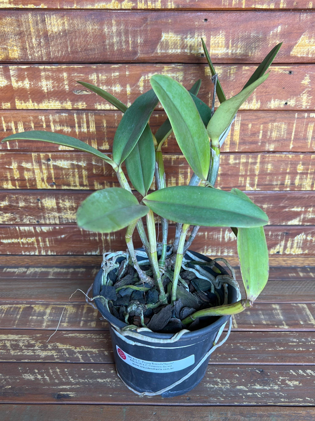 Orquídea Cattleya Penny Kuroda "Spots" x Cruzeiro do Sul MS257 (vaso11) - Planta Adulta Apta à Floração no Vaso