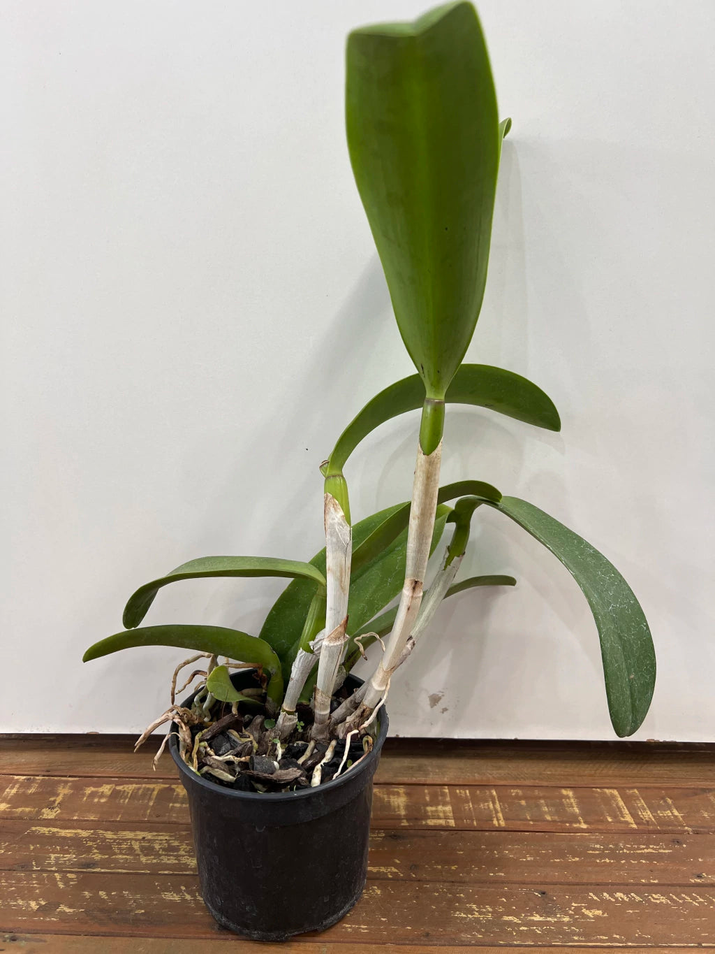 Flor Orquídea Blc. Tatarow – Adulta e Com Espata Floral | Ms109