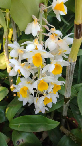 Orquídea Dendrobium Thyrsiflorum x Farmeri - Adulta e Aptas à Floração - (1055)