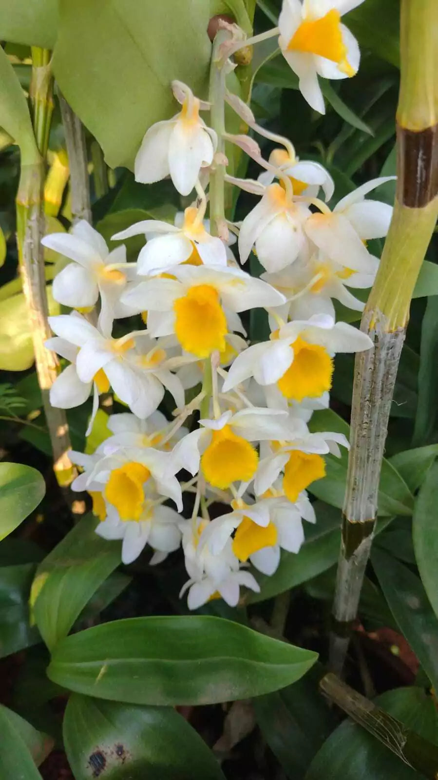 Orquídea Dendrobium Thyrsiflorum x Farmeri - Adulta e Aptas à Floração - (1055)