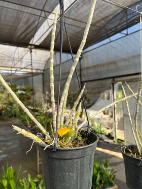 Orquídea Dendrobium Anosmum tipo (02) – Adulta, Apta à Floração, Enviada Plantada no Vaso