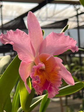 Orquídea Blc. George King ‘Serendipity’ – Flor Imponente, Adulta e Apta à Floração