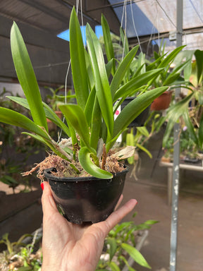 Orquídea Bc. Maikai Mayumi - Adulta, Apta a floração