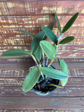 Orquídea Cattleya Penny Kuroda "Spots" x Cruzeiro do Sul MS257 (vaso11) - Planta Adulta Apta à Floração no Vaso