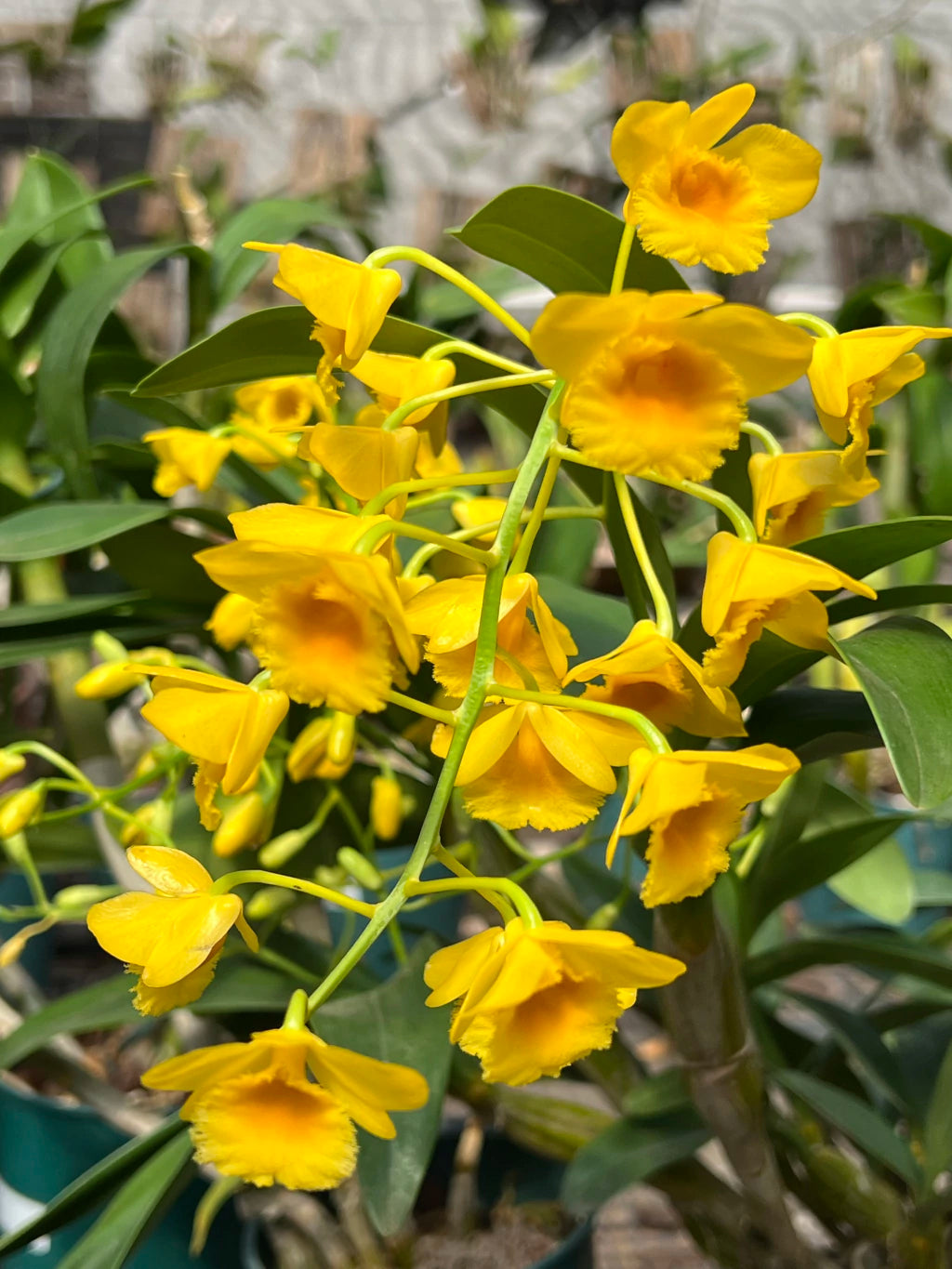 Orquídea Dendrobium chrysotoxum – final de florada em 11.2025, Cachos Dourados e Perfume Doce