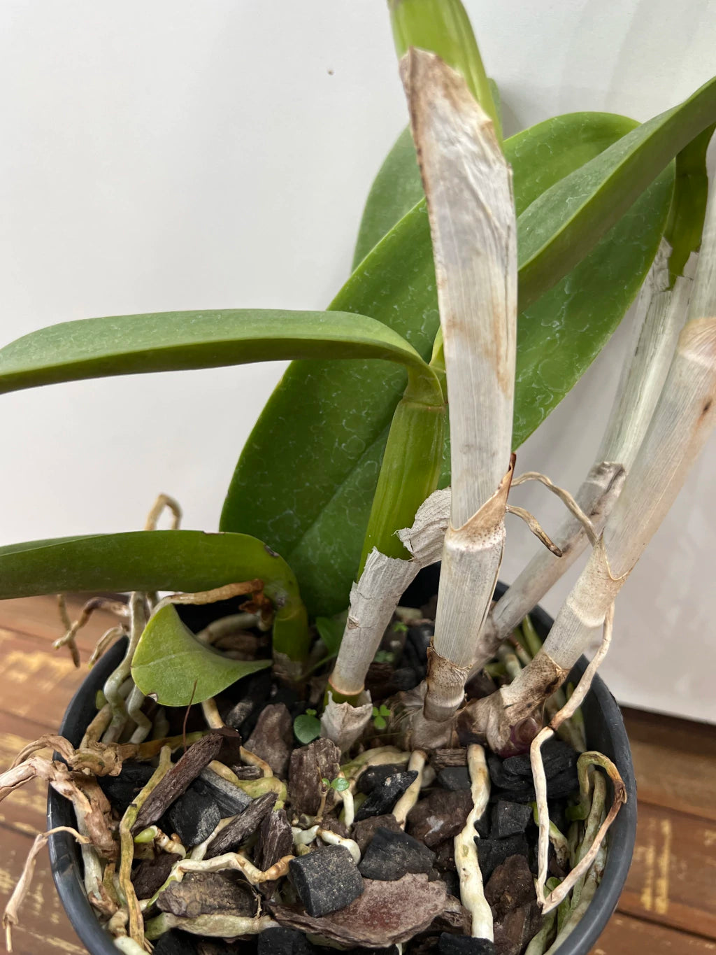 Flor Orquídea Blc. Tatarow – Adulta e Com Espata Floral | Ms109