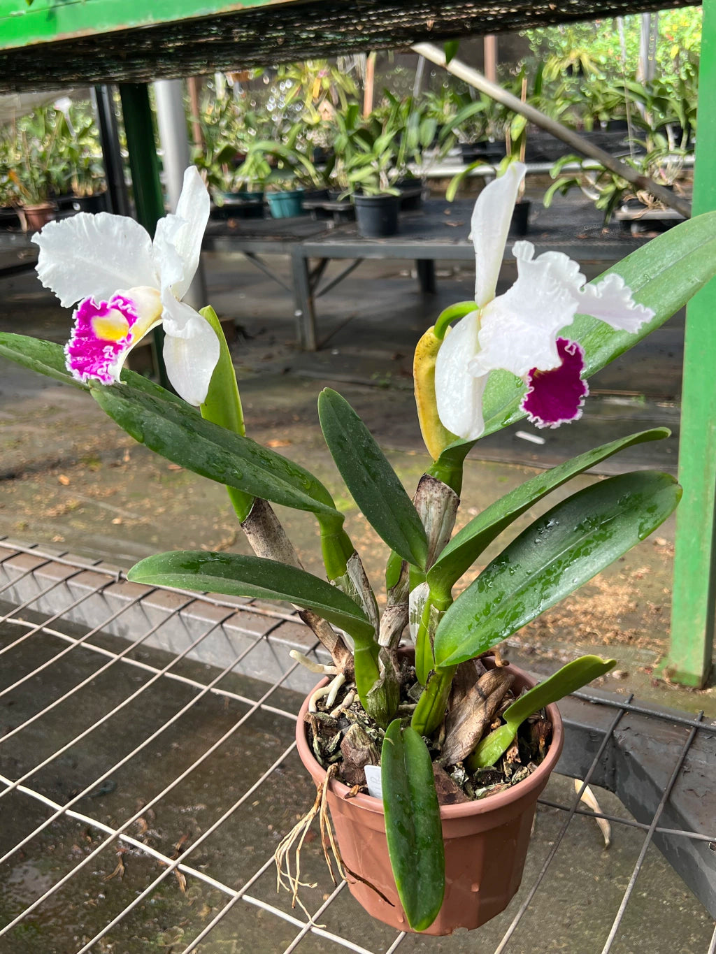 Orquídea Lc. Melody Fair "Mishima" - Adulta e Pronta para Replantio