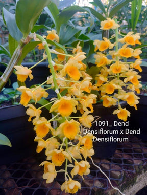 Dendrobium Densiflorum - Orquídea Adulta e Apta à Floração (1091)