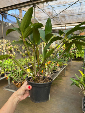 Dendrobium Densiflorum - Orquídea Adulta e Apta à Floração (1091)