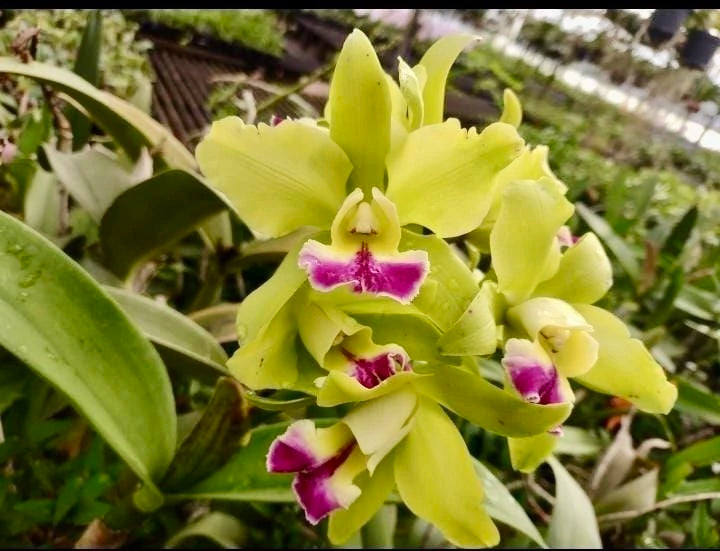 Flor Orquídea Blc. Tatarow – Adulta e Com Espata Floral | Ms109