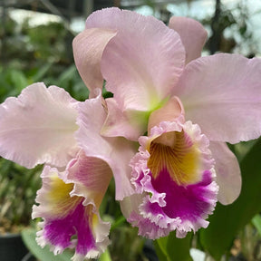 Orquídea Blc. George King ‘Serendipity’ – Flor Imponente, Adulta e Apta à Floração