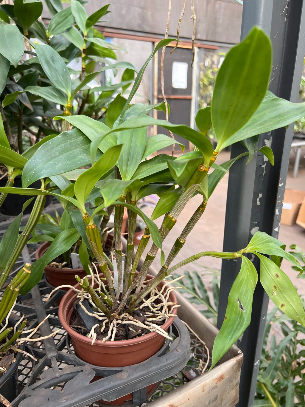 Dendrobium Densiflorum - Orquídea Adulta e Apta à Floração (1091)