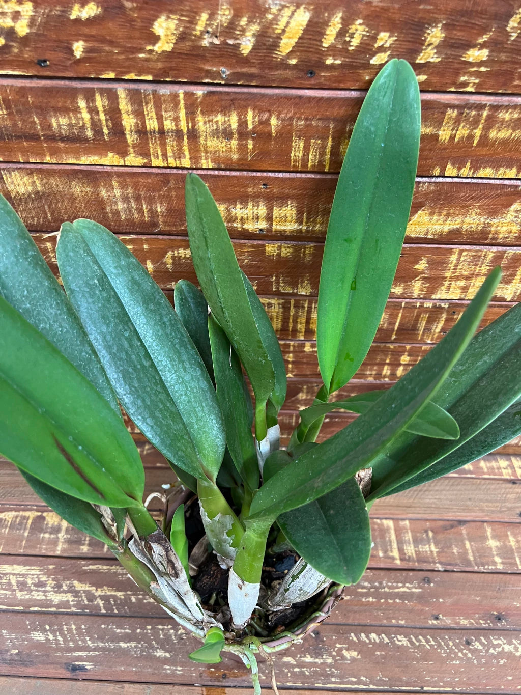 Orquídea Lc. Melody Fair "Mishima" - Adulta e Pronta para Replantio