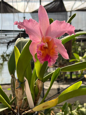 Orquídea Blc. George King ‘Serendipity’ – Flor Imponente, Adulta e Apta à Floração