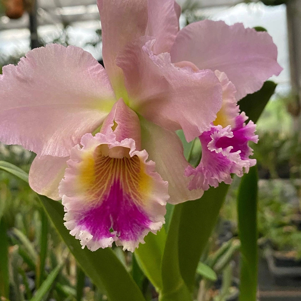 Orquídea Blc. George King ‘Serendipity’ – Flor Imponente, Adulta e Apta à Floração