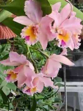 Orquídea Blc. George King ‘Serendipity’ – Flor Imponente, Adulta e Apta à Floração