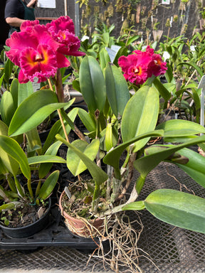 Orquídea Cattleya Village Chief Armani - com flores na data de 08.04.26