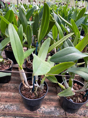 Orquídea Blc. George King ‘Serendipity’ – Flor Imponente, Adulta e Apta à Floração