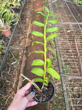 Orquídea Dendrobium Anosmum Alba - Apta à Floração, Enviada Plantada no Vaso