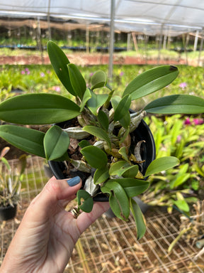 Orquídea Dendrobium Agregatum - Adulta e Apta à Floração