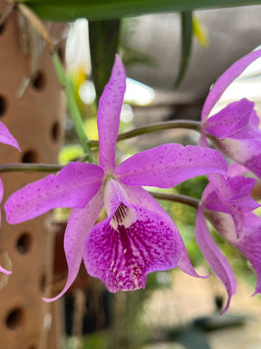 Orquídea Bc. Maikai Mayumi - Adulta, Apta a floração