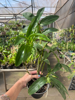 Orquídea Dendrobium Thyrsiflorum x Farmeri - Adulta e Aptas à Floração - (1055)