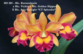 Orquídea Blc. Rattanakosin
× Blc. Vichitr x Blc. Golden Slippers X Blc. Asia Sunlight "CT Splendor» - Adulta / Aota a florações. (205)