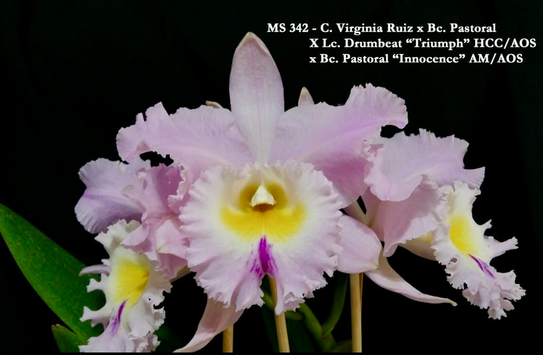 Orquídea Cattleya Virginia Ruiz x Bc. Pastoral
X Lc. Drumbeat "Triumph" HCC/AOS x Bc. Pastoral "Innocence" - Adulta e apta a floração (342).