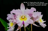 Orquídea Cattleya Virginia Ruiz x Bc. Pastoral
X Lc. Drumbeat "Triumph" HCC/AOS x Bc. Pastoral "Innocence" - Adulta e apta a floração (342).