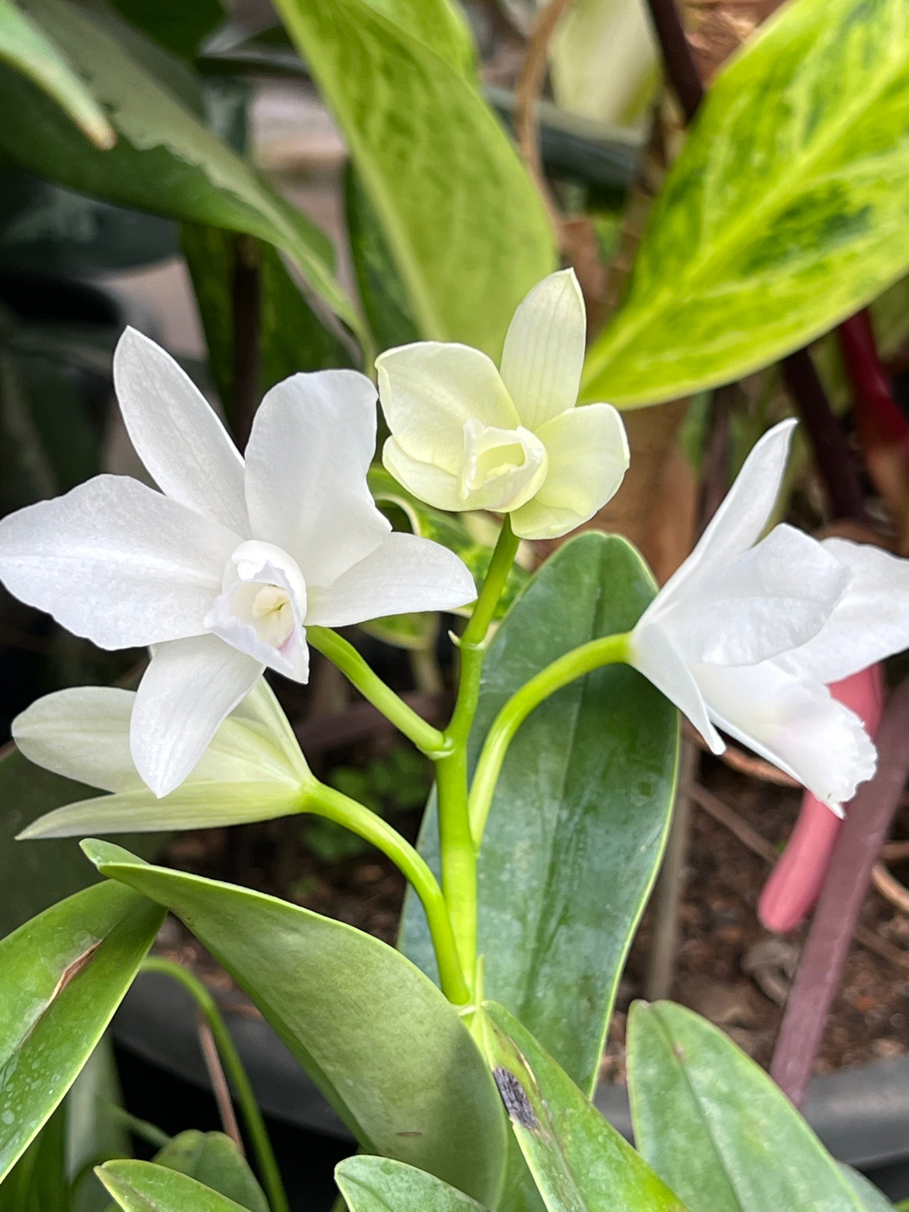 Orquídea Guarianthe bowringiana albescens – Flor Clara e Delicada, Adulta e Apta à Floração