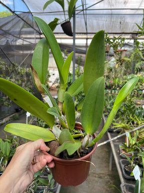 Orquídea Cattleya Burdekin Bride - com Espata com 05.05.26