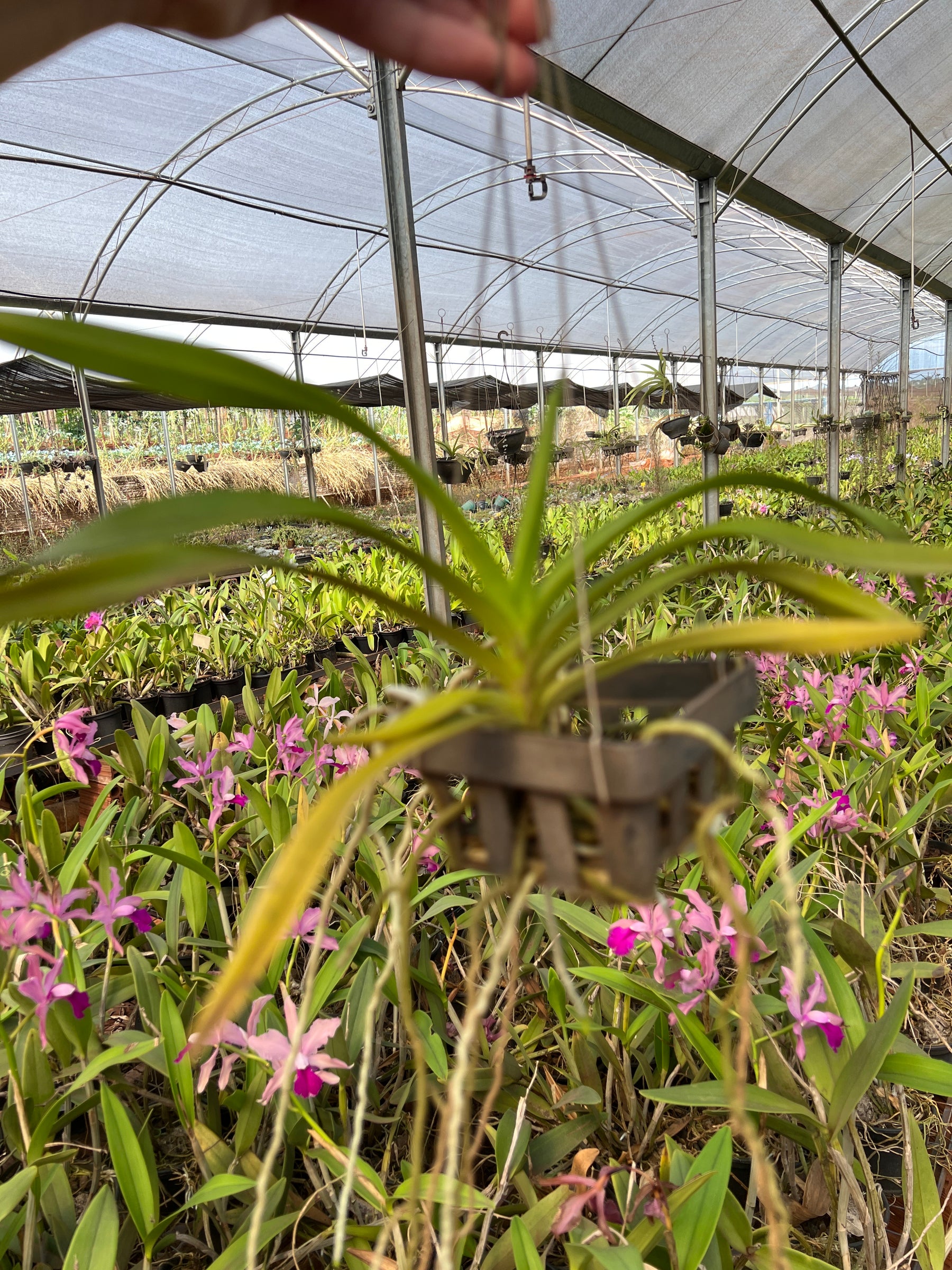 Orquídea Vanda Denisoniana – Espécie Pré Adulta e Apta à Floração, Flor Perfumada de Noite