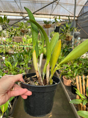 Orquídea Blc. Rattanakosin
× Blc. Vichitr x Blc. Golden Slippers X Blc. Asia Sunlight "CT Splendor» - Adulta / Aota a florações. (205)
