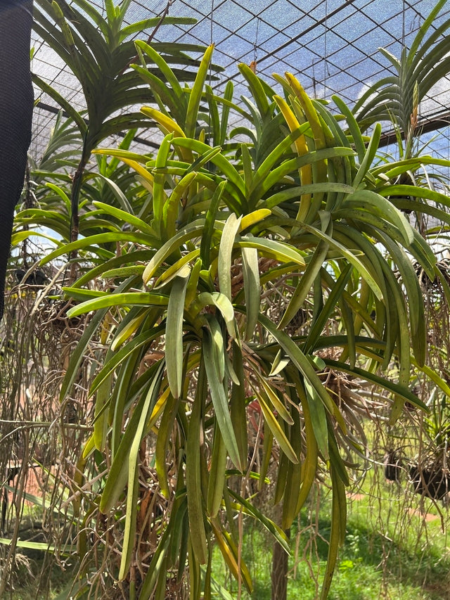 Adubo Orgânico Fortirriza + CÁLCIO 500 g – Raízes Fortes, Vegetal Saudável | Ideal para Orquídeas com Raízes Aéreas