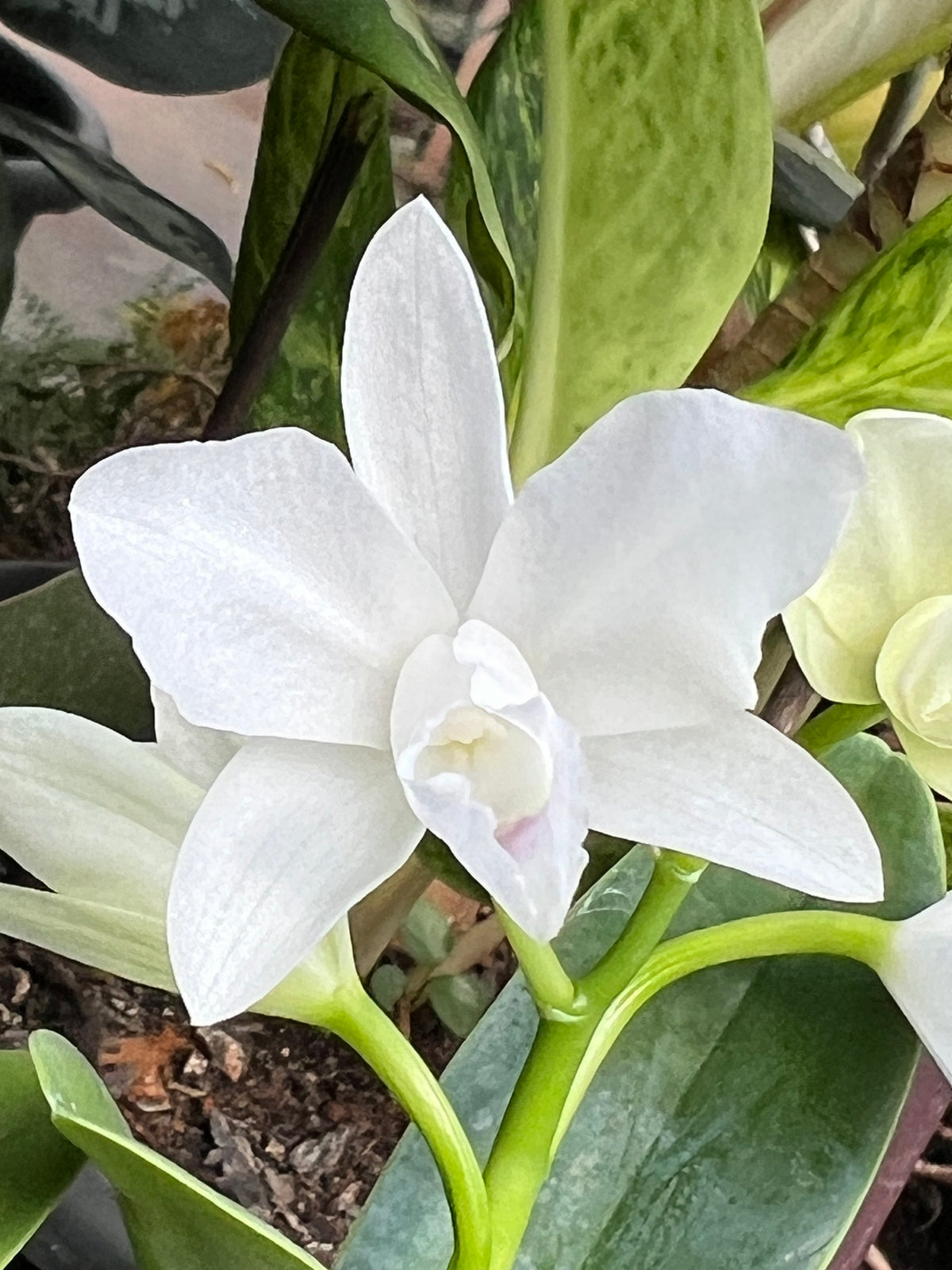 Orquídea Guarianthe bowringiana albescens – Flor Clara e Delicada, Adulta e Apta à Floração