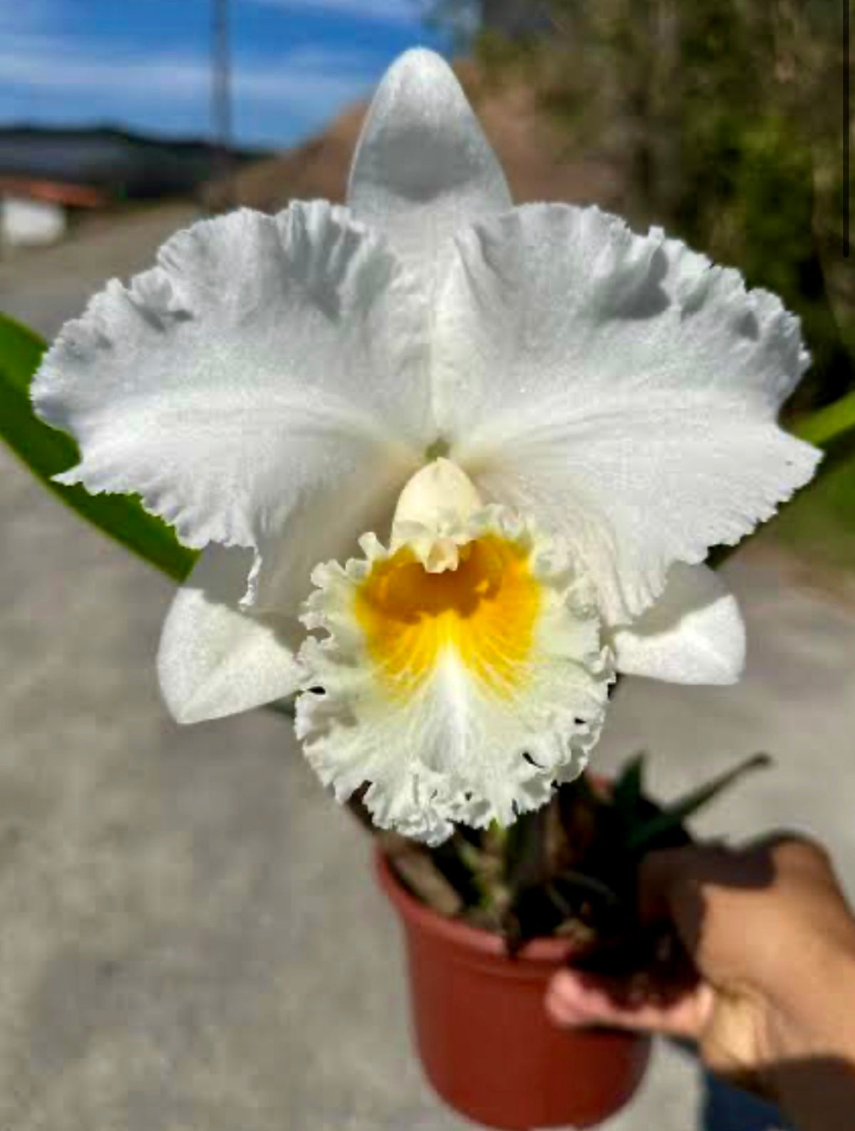 Orquídea Cattleya Burdekin Bride - com Espata com 05.05.26