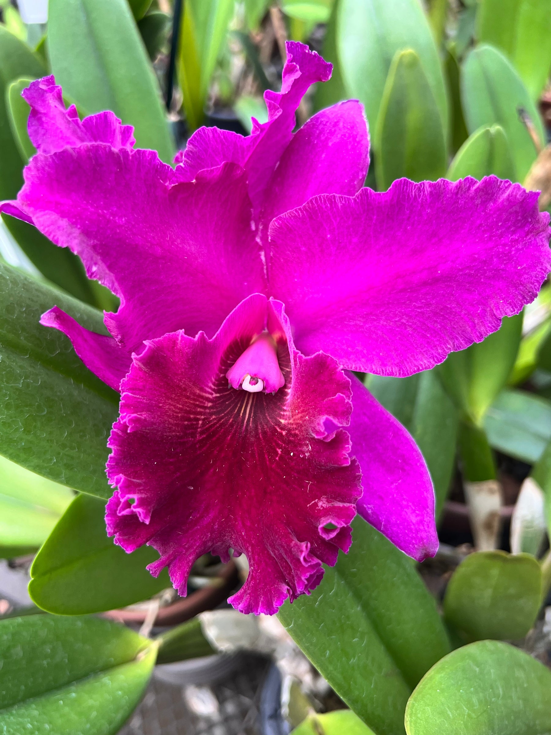 Orquídea Blc. João Paulo Fontes “Extra” – Flor Nobre, Adulta e Apta à Floração