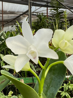 Orquídea Guarianthe bowringiana albescens – Flor Clara e Delicada, Adulta e Apta à Floração