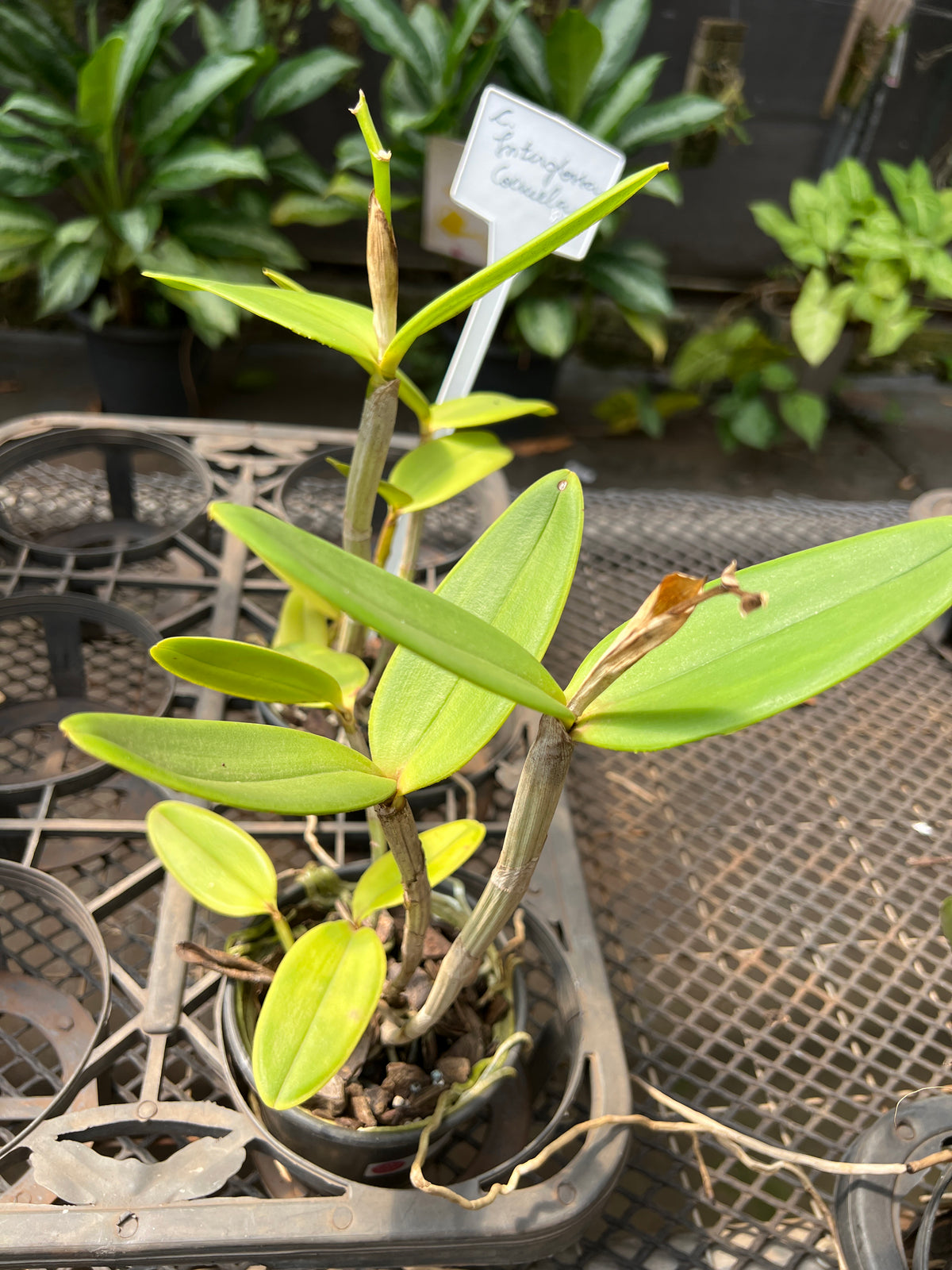 Flor Orquídea Cattleya Interglossa Coeruela – Adulta | Beleza rara com toque azulado