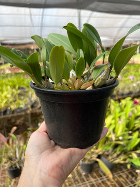 Orquídea Dendrobium Agregatum - Adulta e Apta à Floração