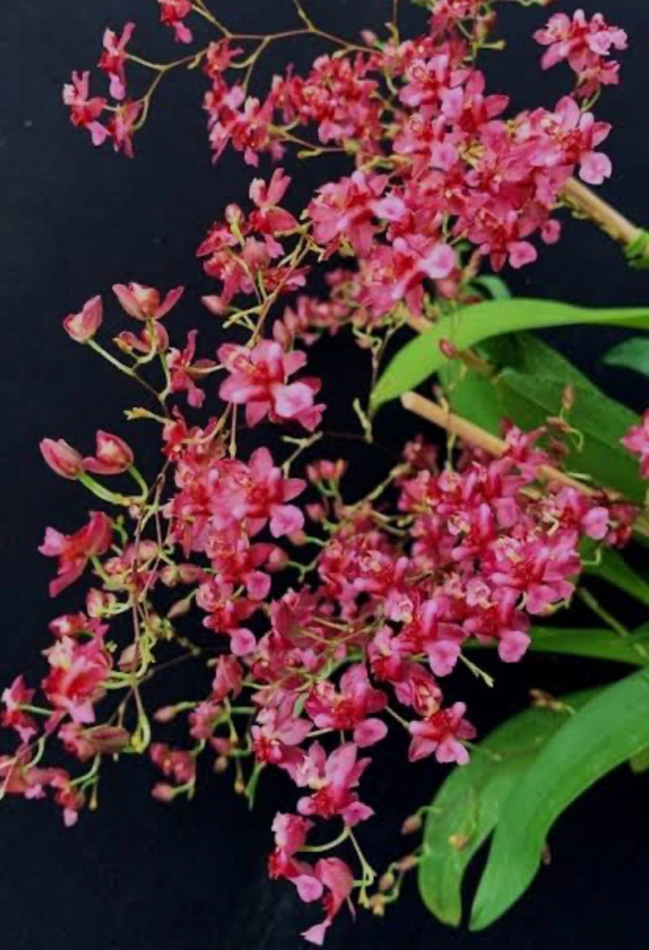 Orquídea Oncidium Twincle Red - com haste floral em formação em 08.04.26