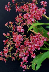 Orquídea Oncidium Twincle Red - com haste floral em formação em 08.04.26