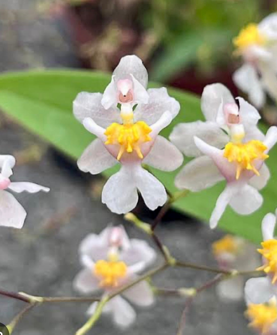 Orquídea Oncidium Twincle white (branca) - com haste floral em formação em 08.04.26