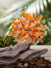 Orquídea Acampe ochracea - Adulta com Haste Floral em Formação em 29.04.26
