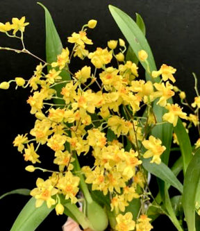 Orquídea Oncidium Twincle Yellow - com haste floral em formação em 08.04.26