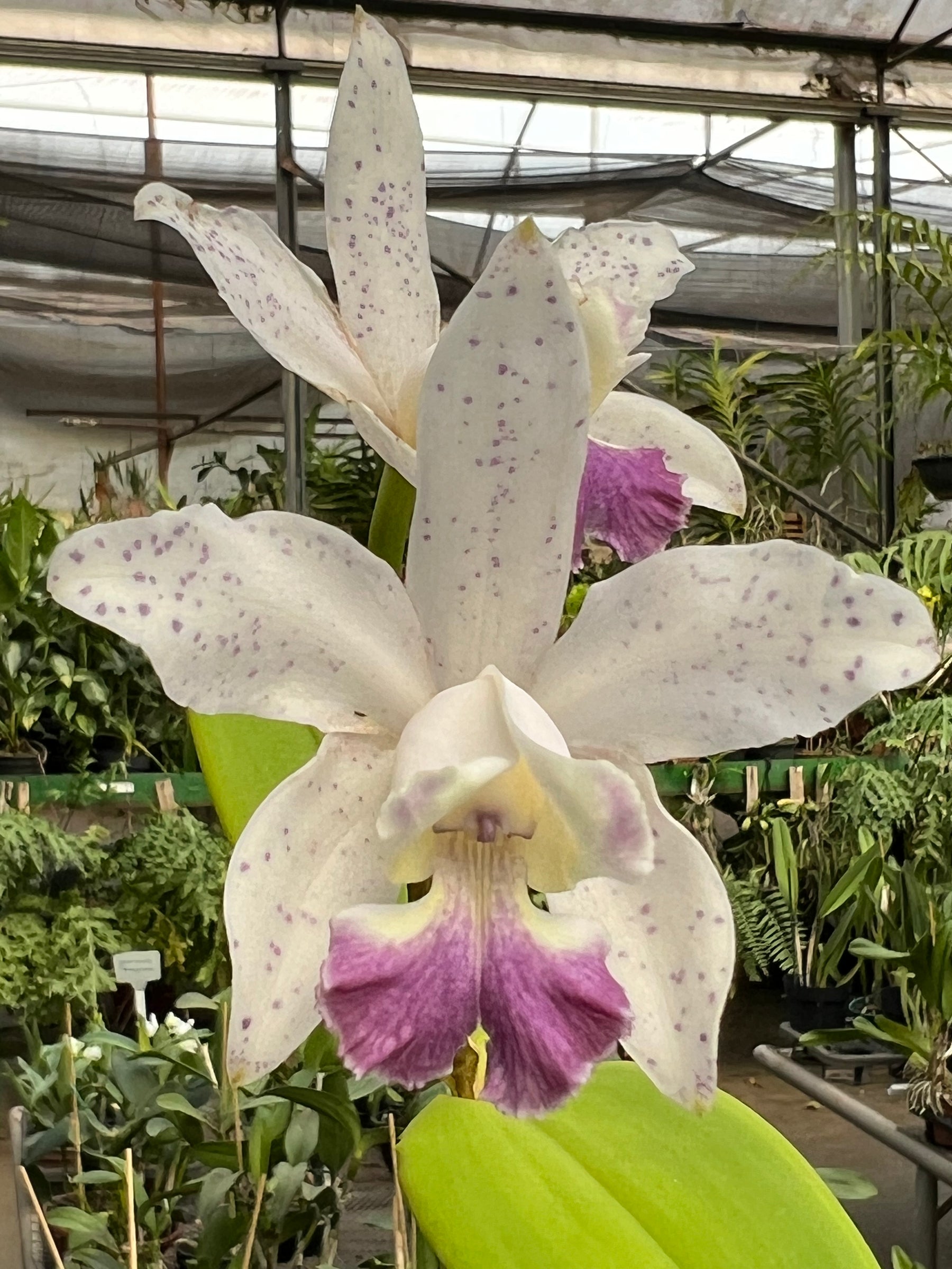 Flor Orquídea Cattleya Interglossa Coeruela – Adulta | Beleza rara com toque azulado