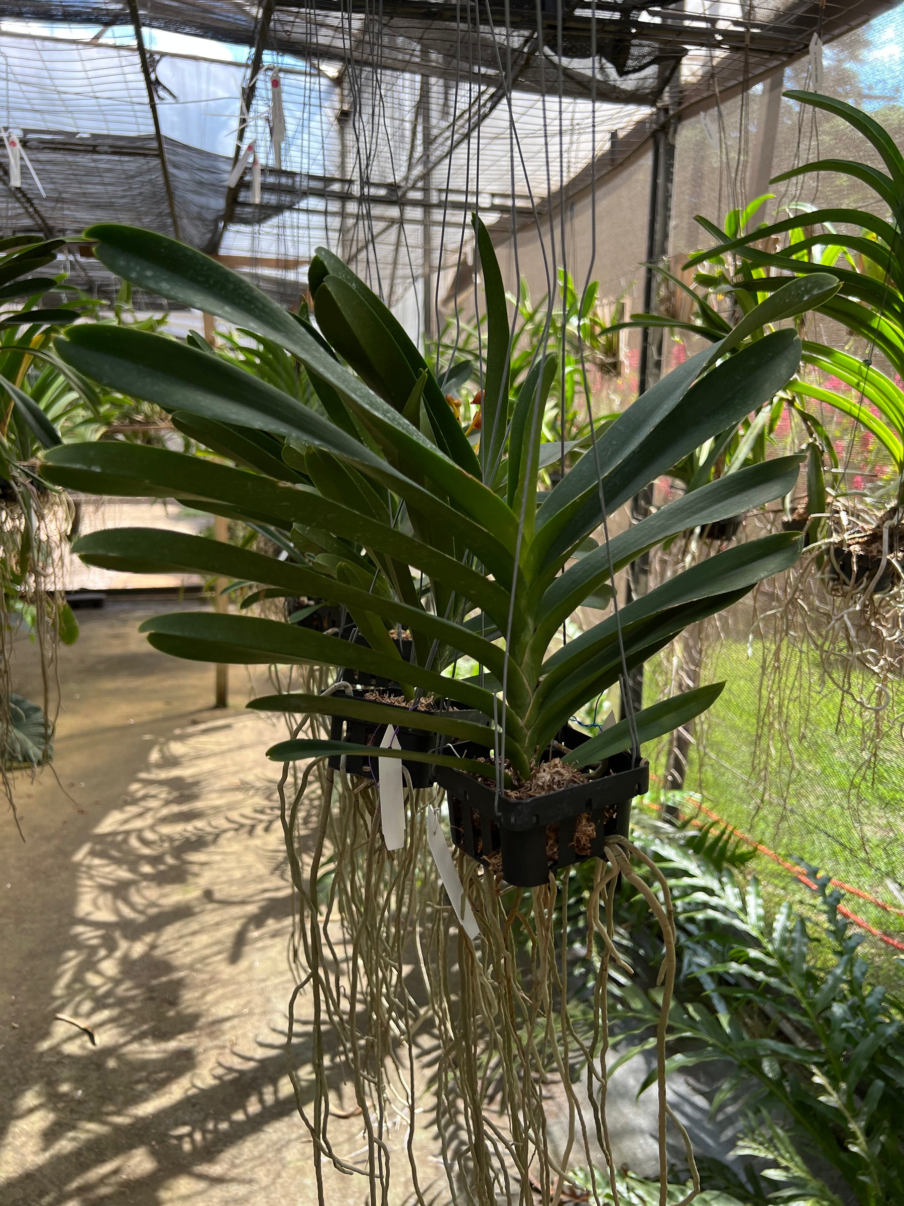 Orquídea Rntda Jairak Orange – Adulta e Apta à Floração, Flor Laranja Vibrante Importada