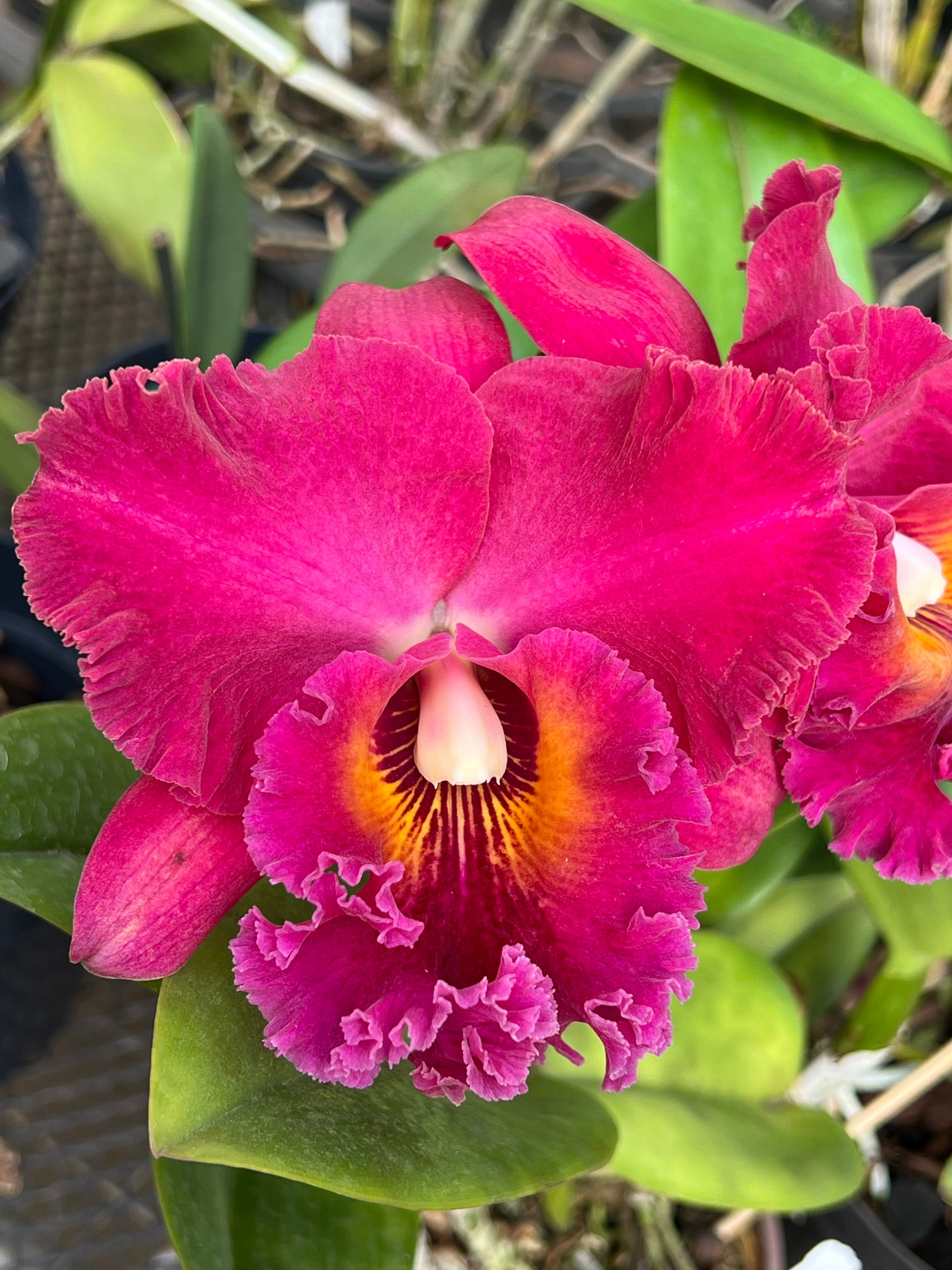 Orquídea Cattleya Village Chief Armani - com flores na data de 08.04.26