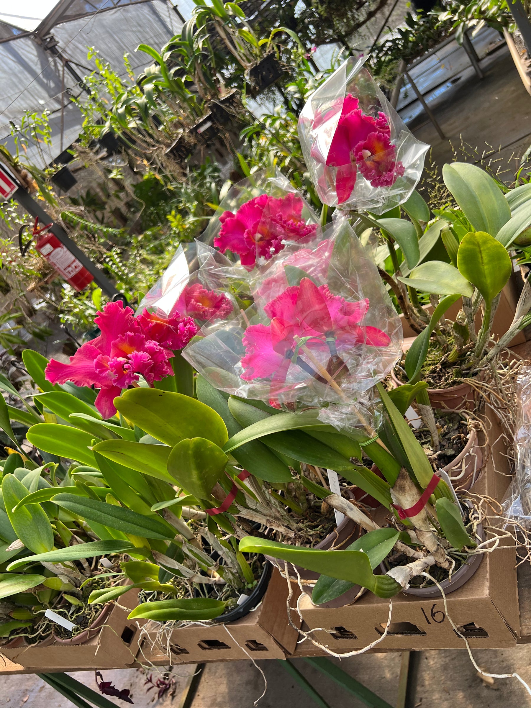 Orquídea Cattleya Village Chief Armani - com flores na data de 08.04.26
