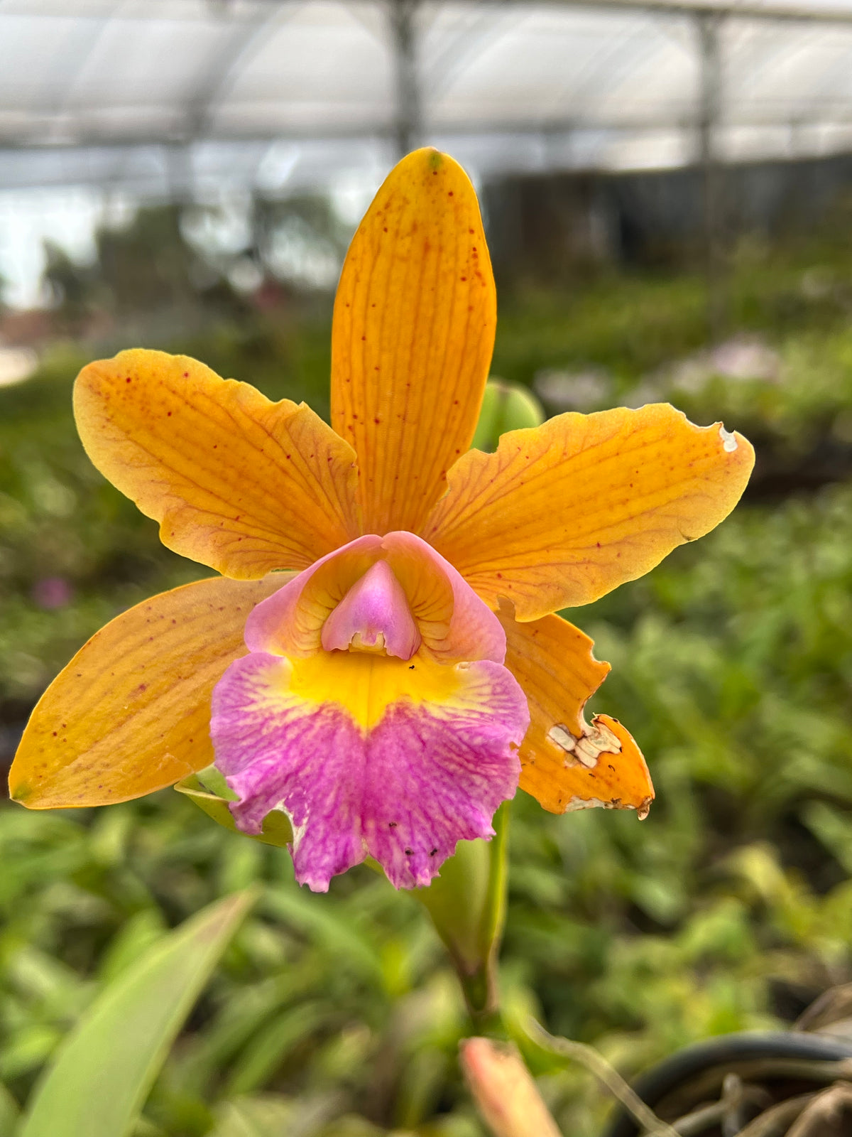 Orquídea Cattleya Waikiki X Aclandiae- adulta e Apta a floração.
